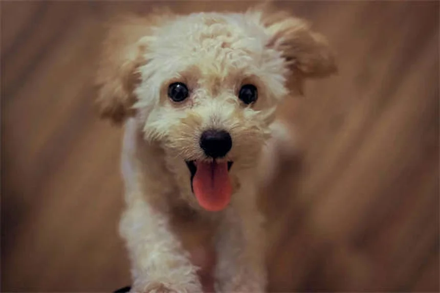 5 farmaci essenziali per la salute del tuo cane: guida completa