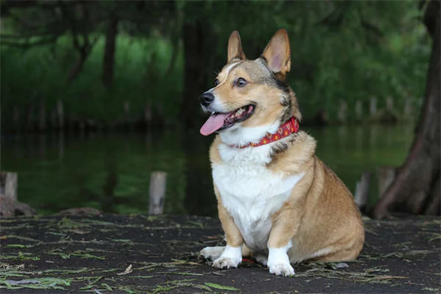5 farmaci essenziali per la salute del tuo cane: guida completa