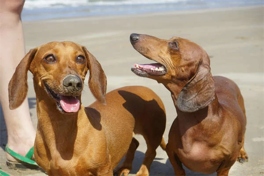 5 farmaci essenziali per la salute del tuo cane: guida completa