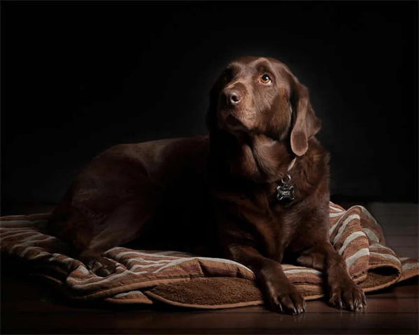 Cane iperattivo o solo pieno di energia? 5 verità che devi sapere