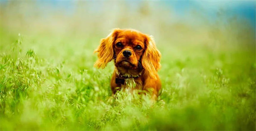 Enzimi pancreatici per cani e gatti: guida completa all'uso e benefici