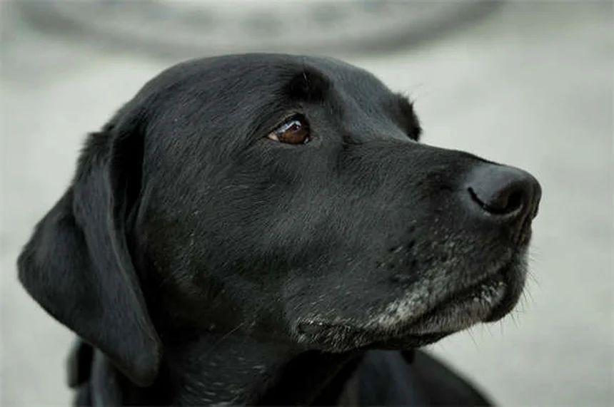 Enzimi pancreatici per cani e gatti: guida completa all'uso e benefici