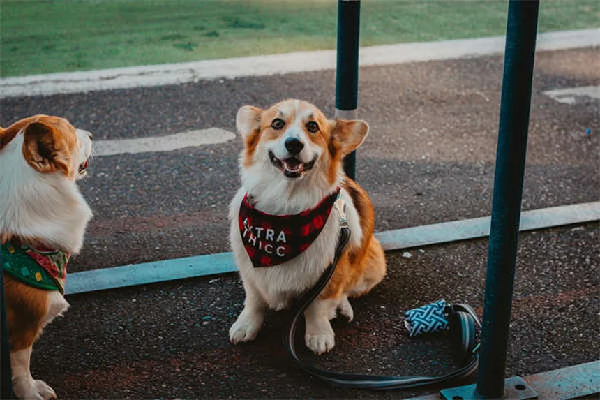 Enzimi pancreatici per cani e gatti: guida completa all'uso e benefici