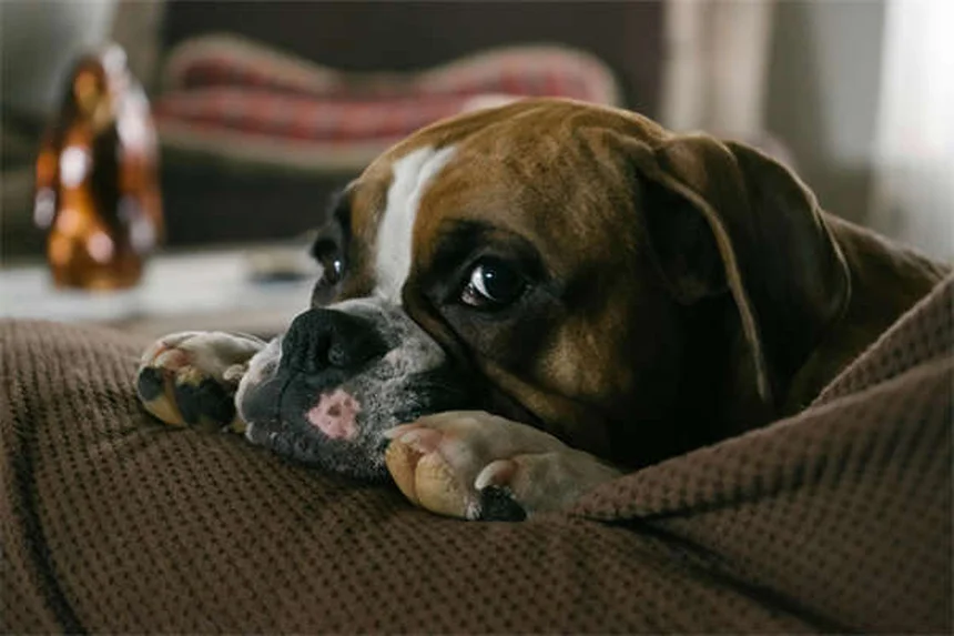 Come Aiutare un Cane Pauroso: 5 Esercizi per Costruire Fiducia