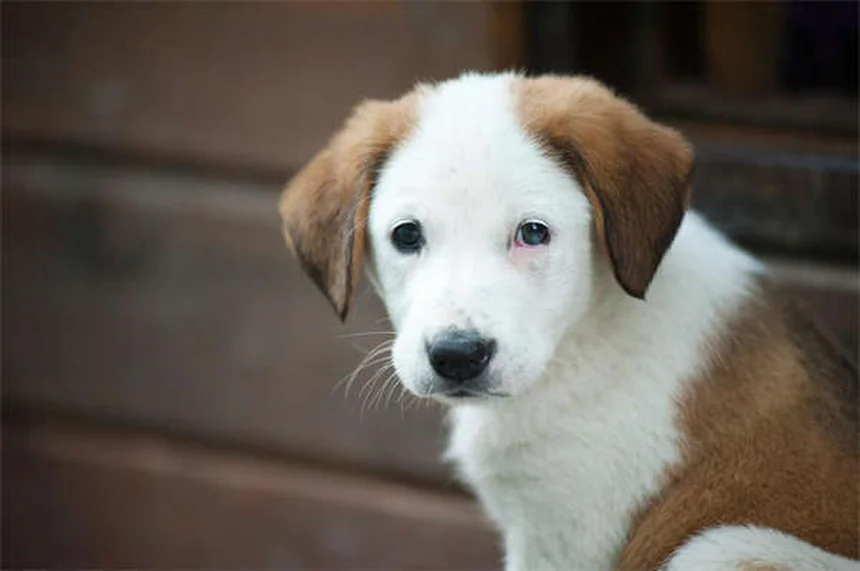 Come Aiutare un Cane Pauroso: 5 Esercizi per Costruire Fiducia