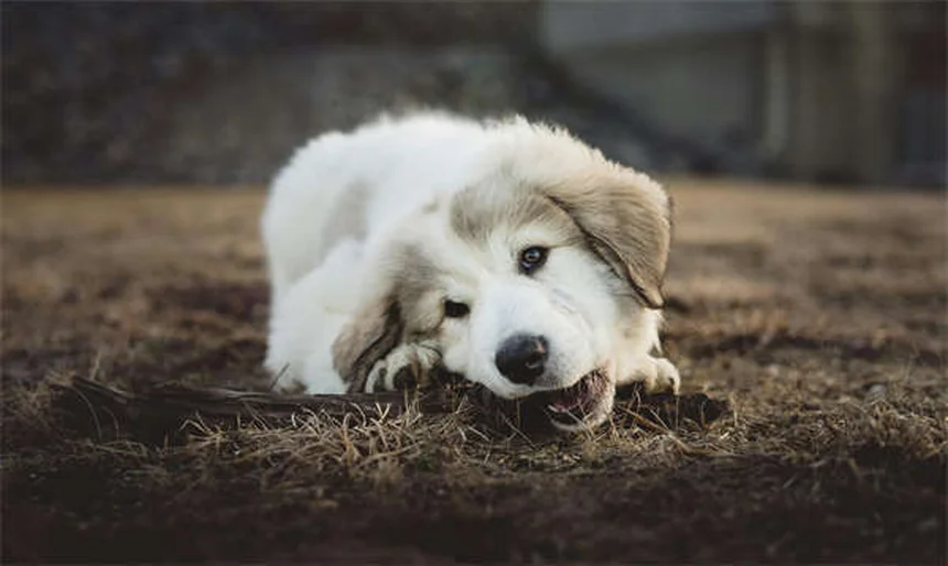 Come gestire l'esercizio fisico per cani e gatti con cancro: guida pratica
