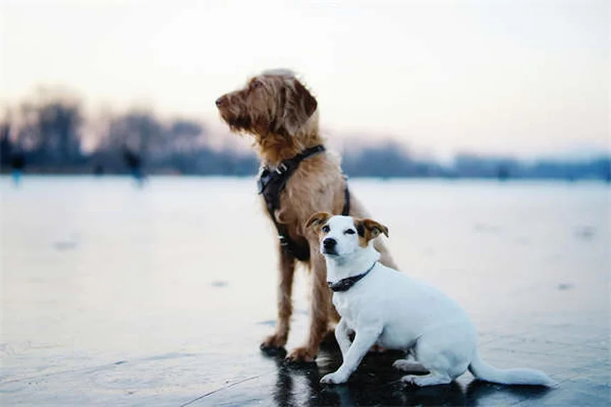 Perché il cane insegue la coda? Scopri i 5 motivi principali