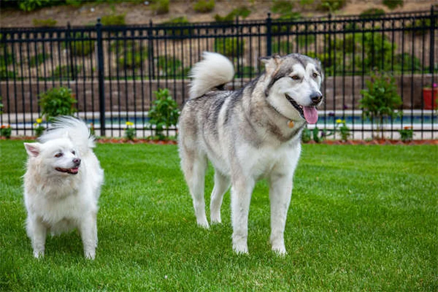 5 modi efficaci per curare l'ansia da separazione nel cane