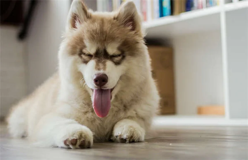 5 Segni Comuni di Cancro nei Cani: Come Riconoscerli e Cosa Fare