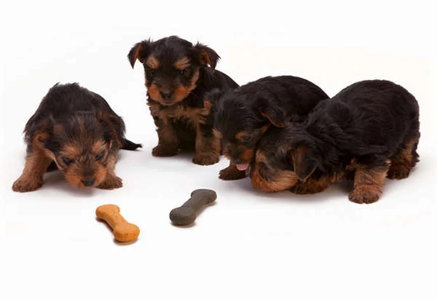 6 errori da evitare assolutamente quando adotti un cane