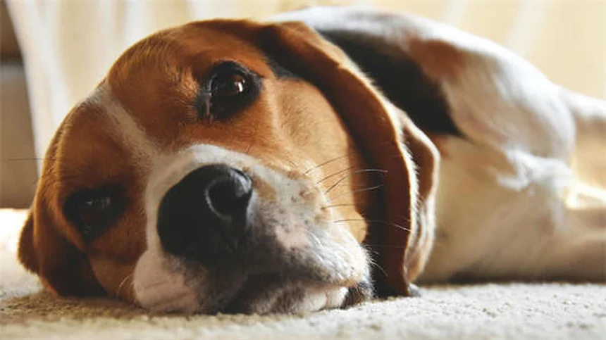 6 errori da evitare assolutamente quando adotti un cane