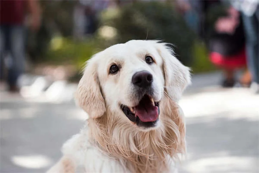 Sport acquatici per cani: 5 attività divertenti da provare