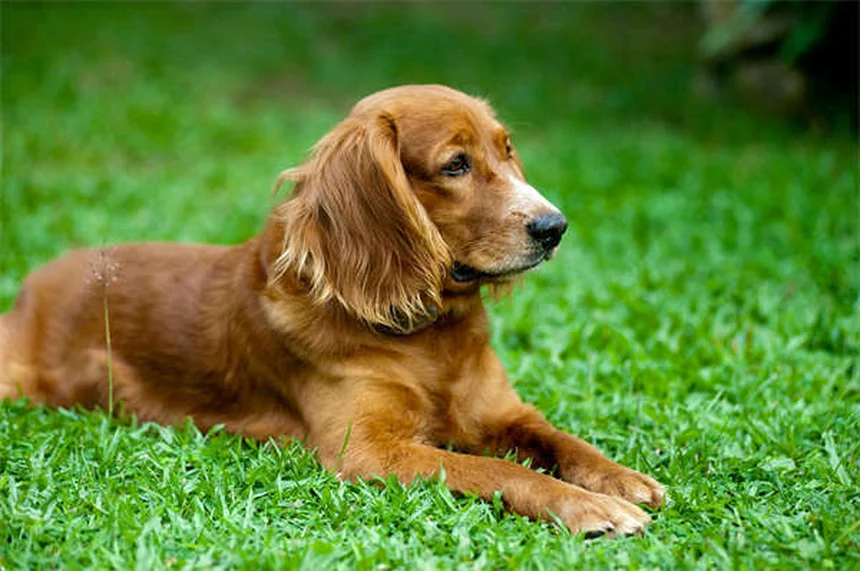 Come far fare esercizio al cane in città quando sei sempre al lavoro