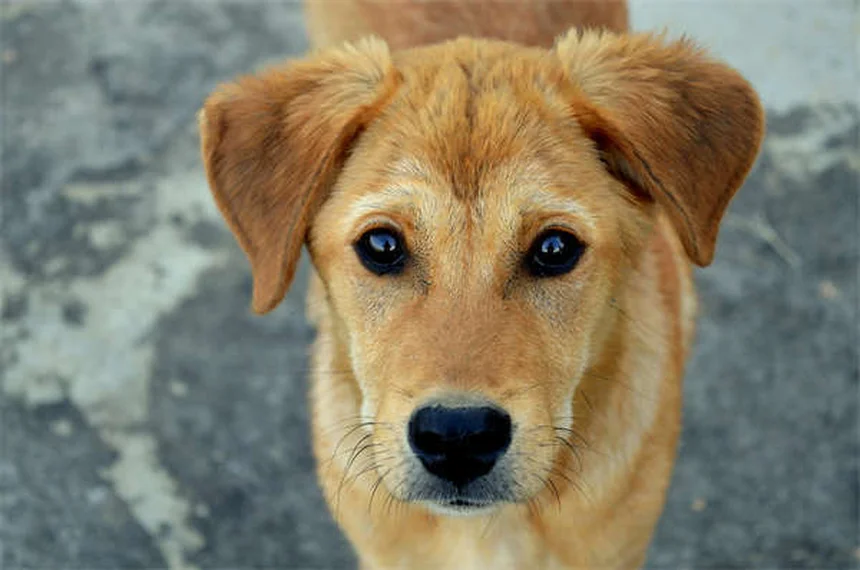 Come viaggiare sicuro con il cane in auto: guida completa 2024