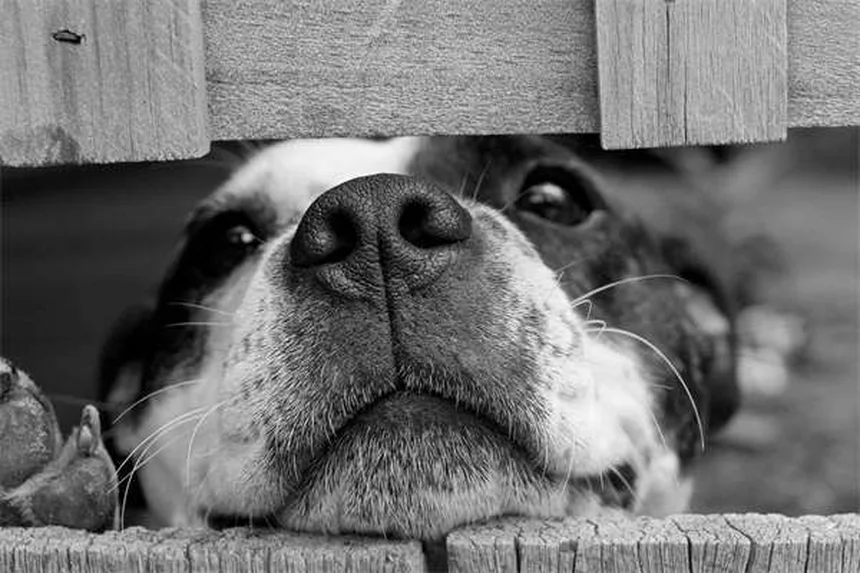 Come proteggere le zampe del cane in inverno: guida completa