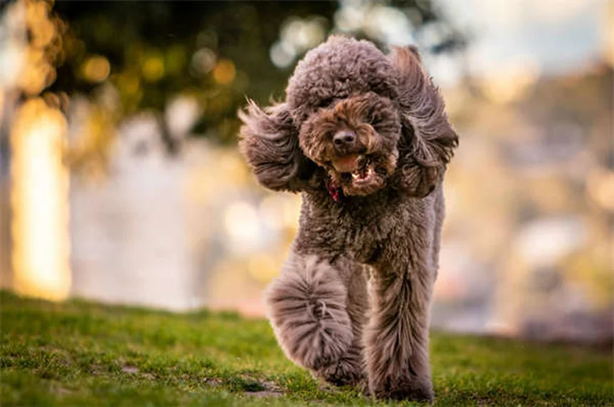 Come capire se il tuo cane è felice: 13 segnali infallibili