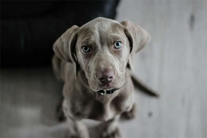 Cani militari con PTSD: sintomi, diagnosi e trattamento