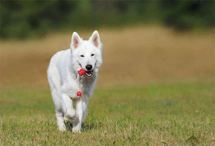 Come stimolare un gatto annoiato: 5 modi per arricchire la sua vita