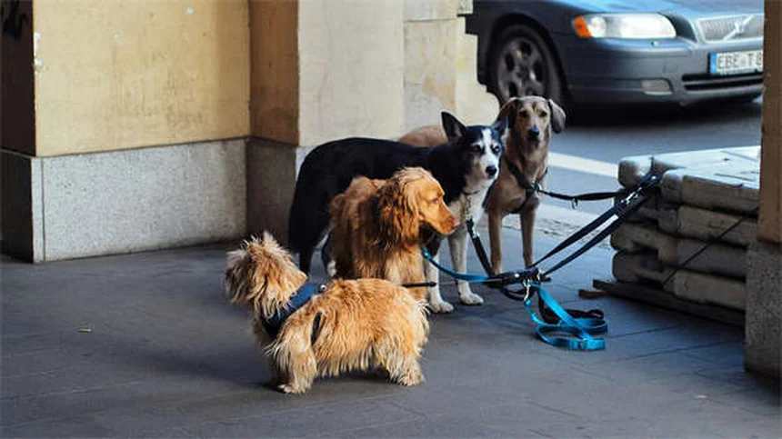 Dystocia nei furetti: sintomi, cause e come intervenire