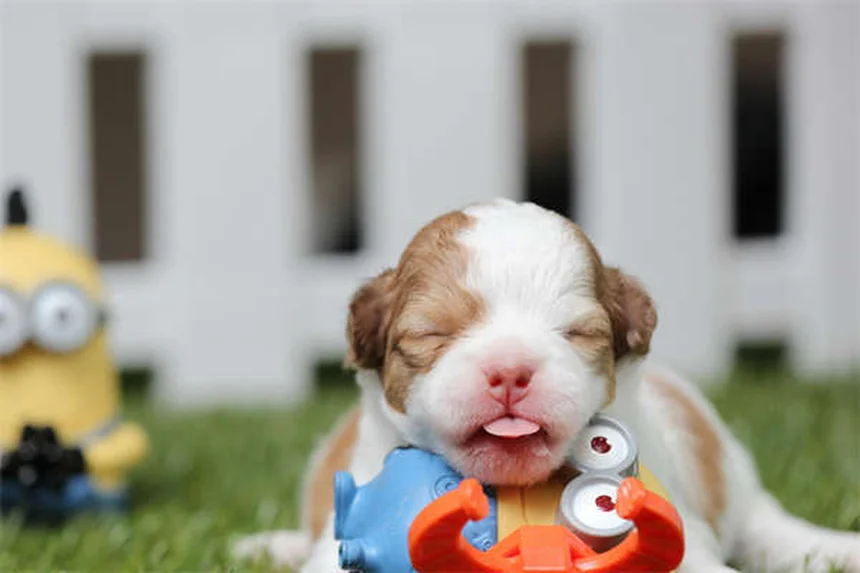 Pettorina anti-tiro per cani: la soluzione definitiva per passeggiate serene