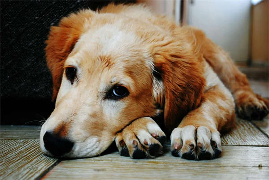 Perché il mio cane perde così tanto pelo? Cause e soluzioni