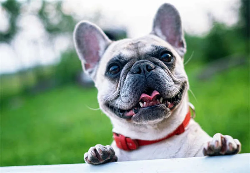 Perché il mio cane perde così tanto pelo? Cause e soluzioni