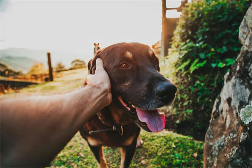 Eutanasia animali durante le feste: 5 motivi reali