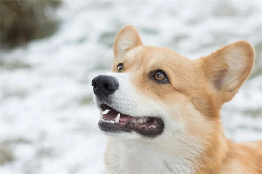 Eutanasia animali durante le feste: 5 motivi reali