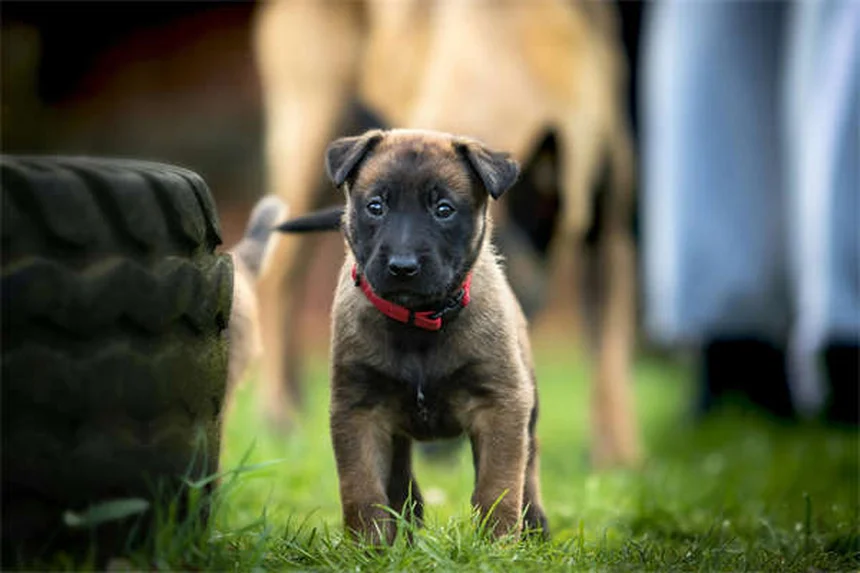 Tylosin per cani e gatti: guida completa all'antibiotico veterinario