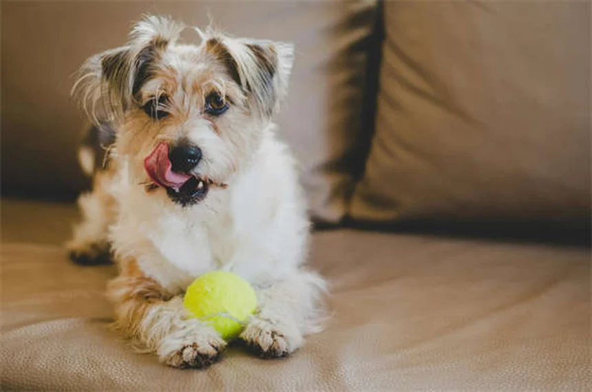 Tylosin per cani e gatti: guida completa all'antibiotico veterinario
