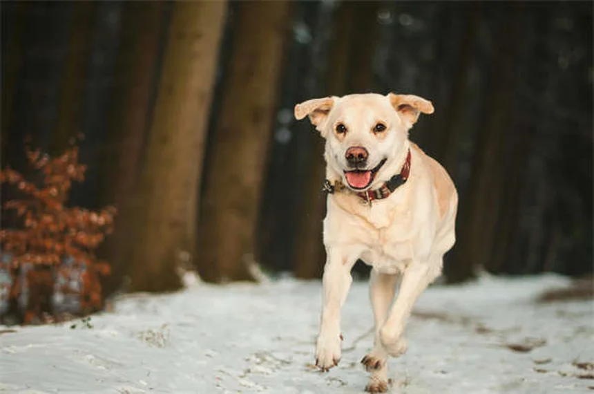 Tylosin per cani e gatti: guida completa all'antibiotico veterinario