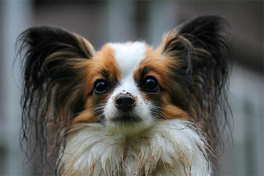 Problemi di salute del Bulldog Francese: 23 patologie da conoscere