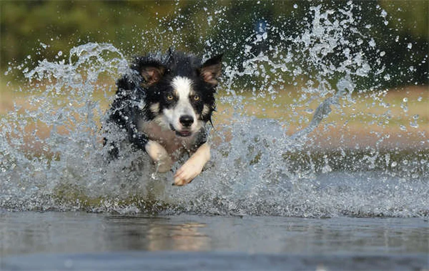Problemi di salute del Bulldog Francese: 23 patologie da conoscere