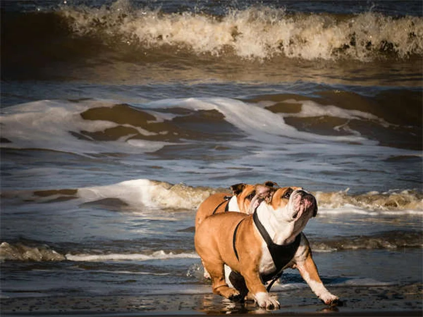 Problemi di salute del Bulldog Francese: 23 patologie da conoscere