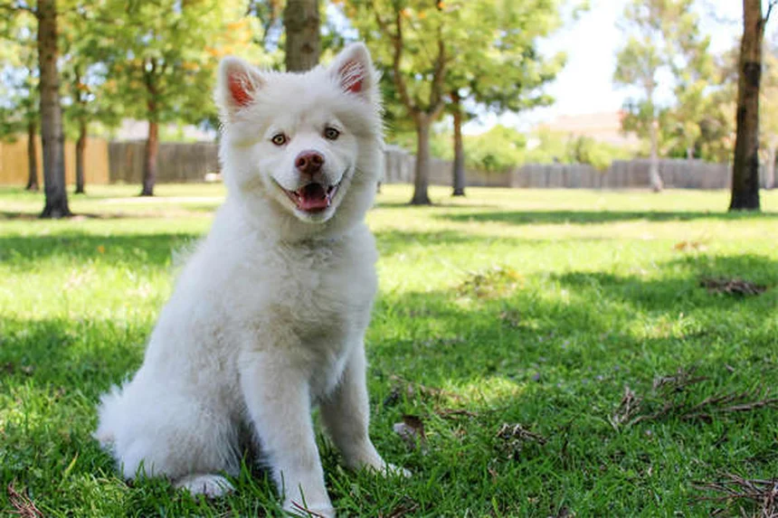 Zecche nei cani: 8 tipi pericolosi e come proteggere Fido