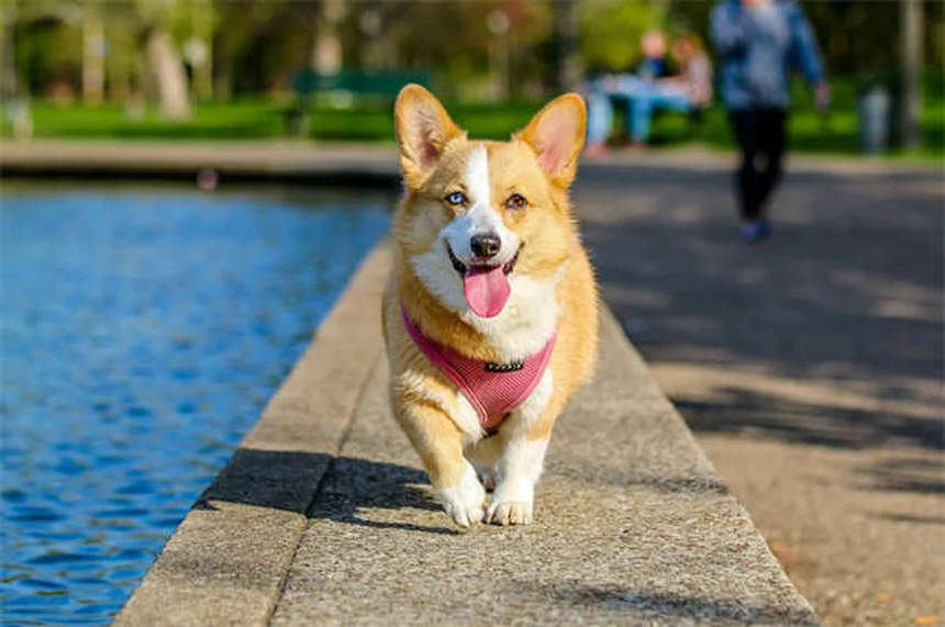 Zecche nei cani: 8 tipi pericolosi e come proteggere Fido