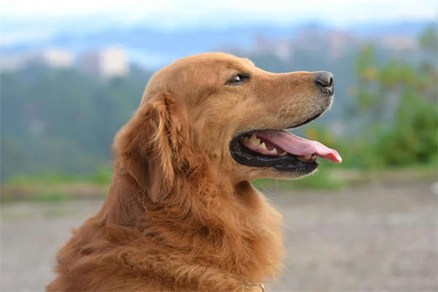 Zecche nei cani: 8 tipi pericolosi e come proteggere Fido