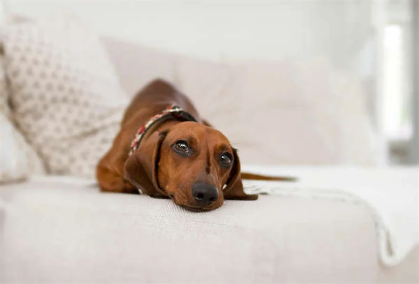 Zecche nei cani: 8 tipi pericolosi e come proteggere Fido